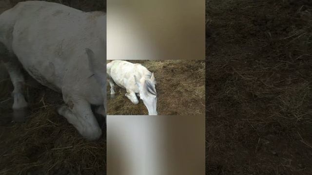 Конь не валялся? куры не несут яйцо, уборка в разгаре, кролик убежал, коза не родила... смотреть онлайн