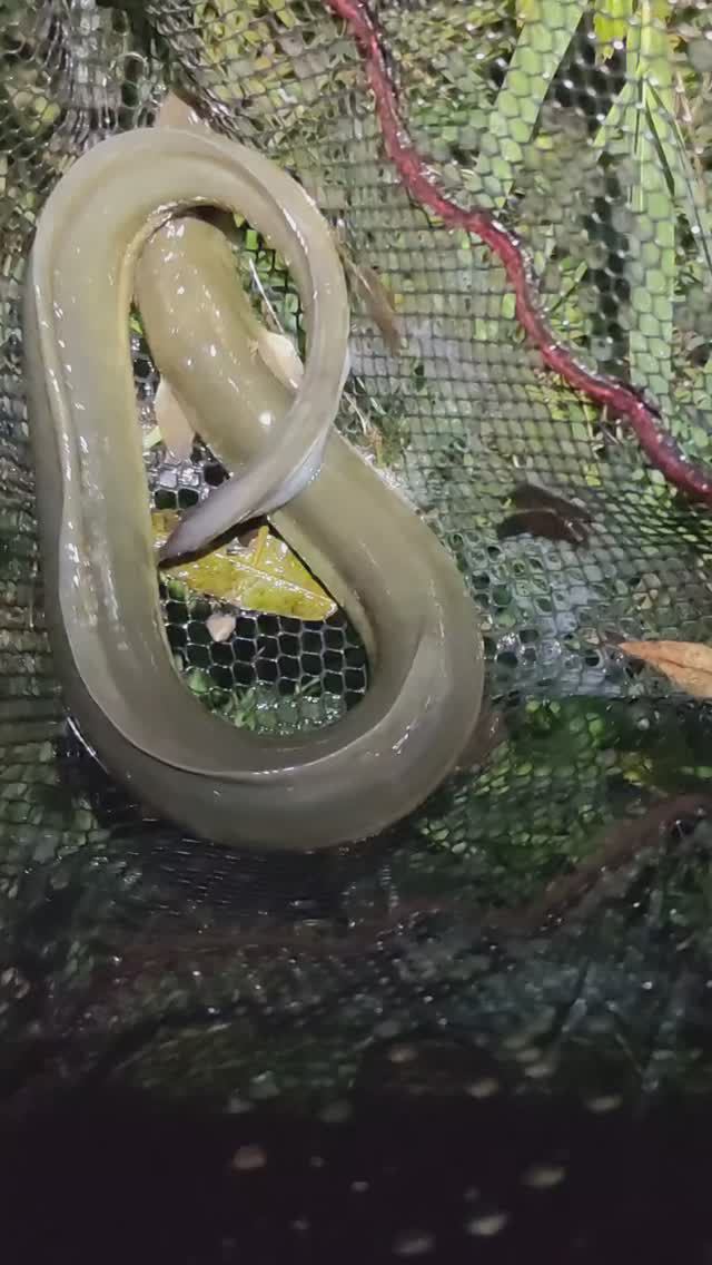 Поймали угря! Ловля угря ночью в жару! смотреть онлайн