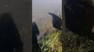 Африканский сом в пруду