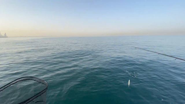 Трофейная Барракуда в Дубае смотреть онлайн