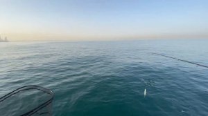 Трофейная Барракуда в Дубае