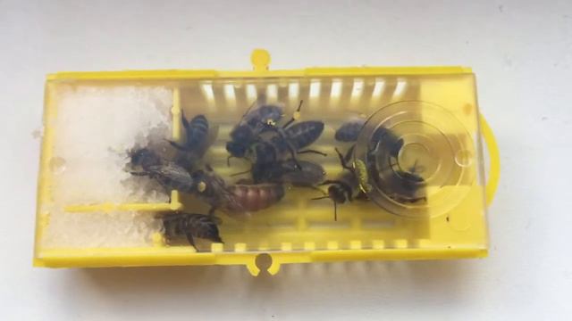 Бакфаст F1 линия В35 смотреть онлайн