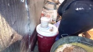 Как я делаю свой корм для перепелов .Чем кормлю перепелов.