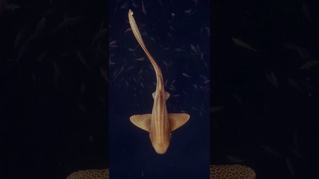 Леопардовые акулы смотреть онлайн