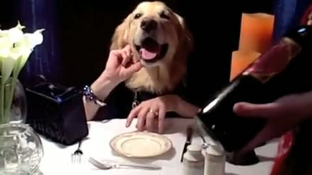 Собака, как человек! В ресторане! (Wine Tasting with Ginger - dog eats with hands golden retriever ) смотреть онлайн