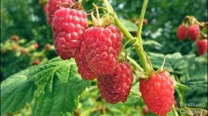 Подкормка Ремонтантной Малины Весной Удобрения для Ремонтантной Малины Весной для Хорошего Урожая!