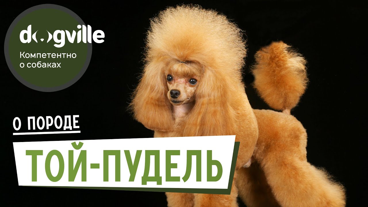 Той-пудель - О породе - Как выбрать щенка Той-пуделя? смотреть онлайн