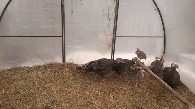 Содержание ИНДЕЕК в ТЕПЛИЦЕ. смотреть онлайн