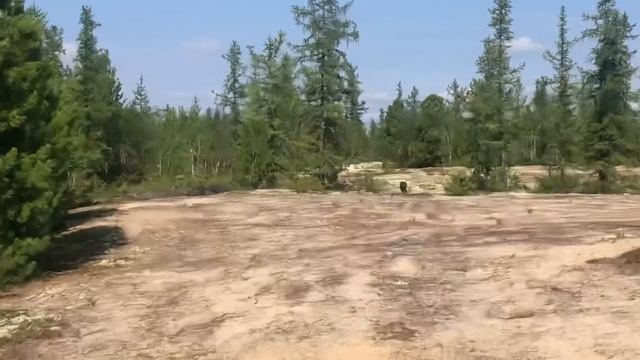 Акела сбежал!? Наконец выбрались в лес! Домашний волк сбежал! Канадский волк , северный Волк , Акел смотреть онлайн