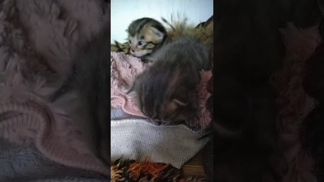 СМЕШНЫЕ МАЛЕНЬКИЕ КОТЯТА смотреть онлайн