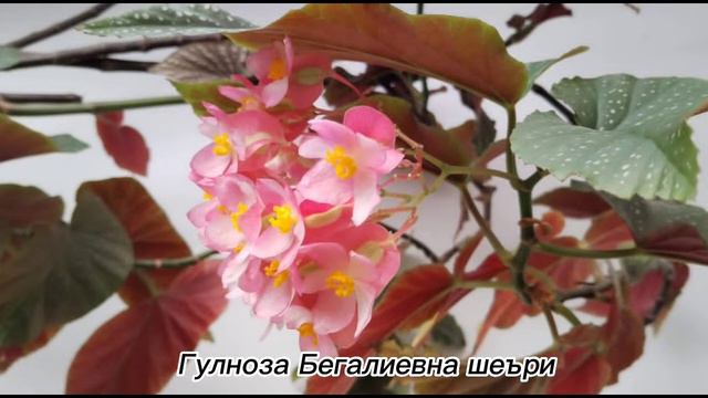 гулноза бегалиевна шеъри смотреть онлайн