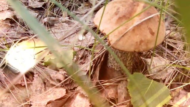 Дары леса 2019//Южный Урал//