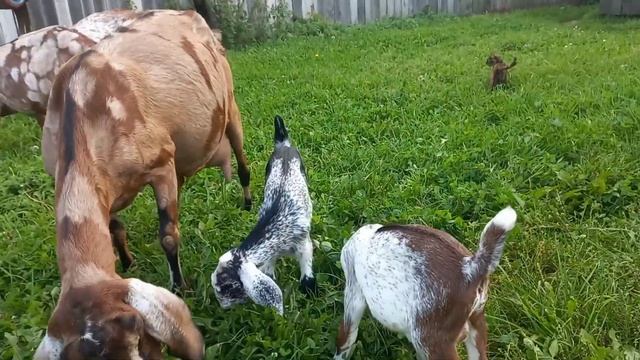 Нубийские козлята " брызги шампанского " продажа. Мать Карица 5,5 литров. смотреть онлайн