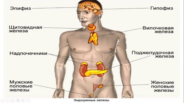 Урок №30 "Железы внутренней секреции" смотреть онлайн