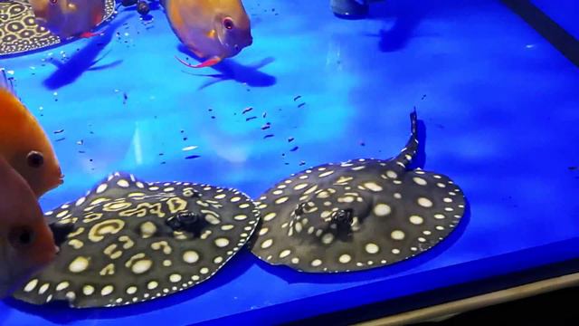 Potamotrygon Leopoldi смотреть онлайн