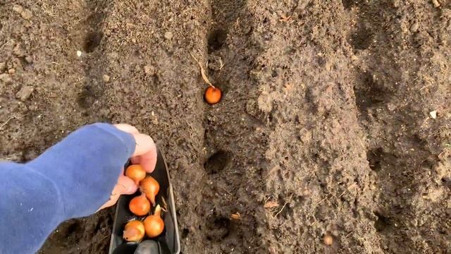 Как посадить лук севок | How to plant onion sets смотреть онлайн