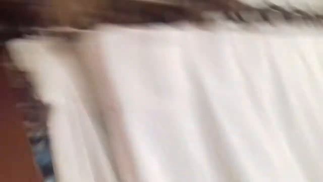 Бенгальская кошка почти упала с гардины Bengal cat almost fell off curtains смотреть онлайн