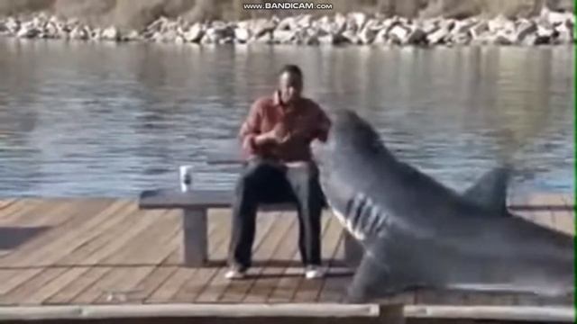 Акула Ест Человек смотреть онлайн