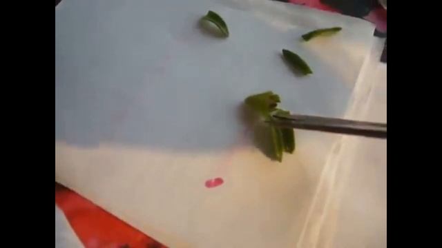 Собрать семена с петунии, как? смотреть онлайн