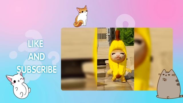 Happy Cat Best TikTok Compilation