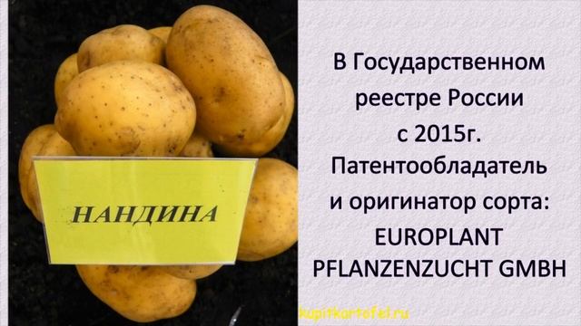 ТОП5 - Ультра Ранние сорта Картофеля! смотреть онлайн