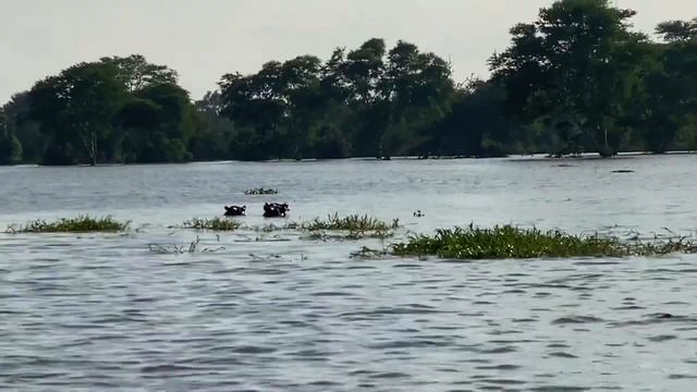 ДИКАЯ АФРИКА АТАКА СЛОНА И НАГЛЫЕ ОБЕЗЬЯНЫ ПАРК ГОРОНГОЗА AFRICA GORONGOSA #africa #african #африка смотреть онлайн