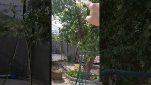 Правильная обрезка треснувшего пополам ствола груши, яблони