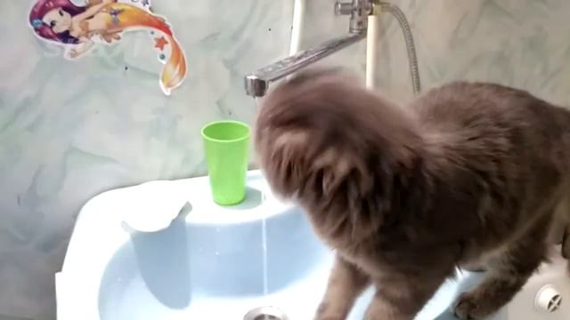 Котик утром рассказывает стишки и умывается под краном. смотреть онлайн