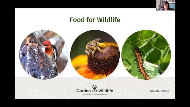 Sustainable Landscapes that Benefit Wildlife and People смотреть онлайн