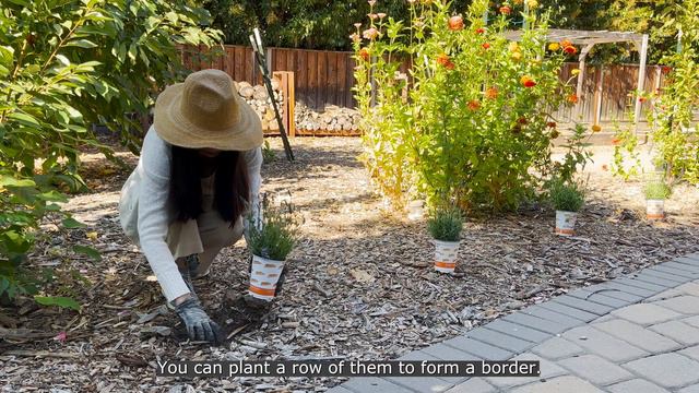 How to plant lavender for abundant harvests смотреть онлайн