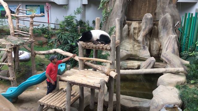 Панды в зоопарке Куала-Лумпура смотреть онлайн