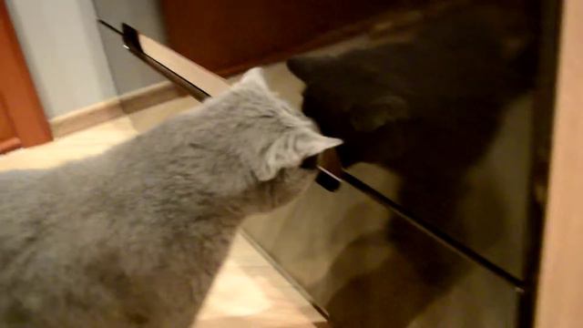 Британская кошка смотреть онлайн