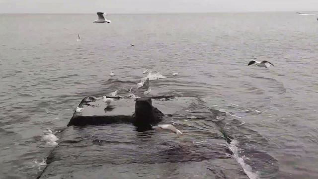Море... 🌊 | Декабрь, 2022г. | Одесса #Видео_письмо #проза смотреть онлайн