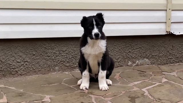 Сын КАРО и ЗАРЫ внук АФГАНЧИКА и ЖИГАНА правнук АЛАДЖИ и АЛЫ. ✋️ смотреть онлайн