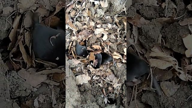 Маленькие кроты смотреть онлайн