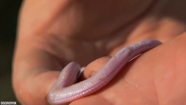 15 Most Bizarre Animals That Shouldn't Exist смотреть онлайн