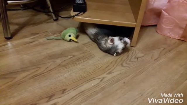 Игры с хорьком) смотреть онлайн