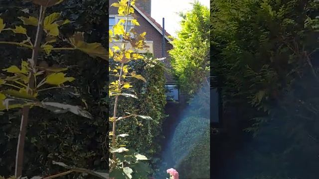 Обрезка плетущегося по стене дома плюща. Осенние работы голландцев. смотреть онлайн