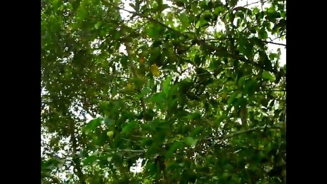 GUYANA, Canal No.2 Polder, Farm Tour 1 смотреть онлайн