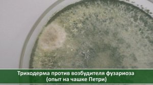Что лучше: Максим или триходерма? Борьба с фузариозом озимого чеснока: эксперимент. Посадка осенью