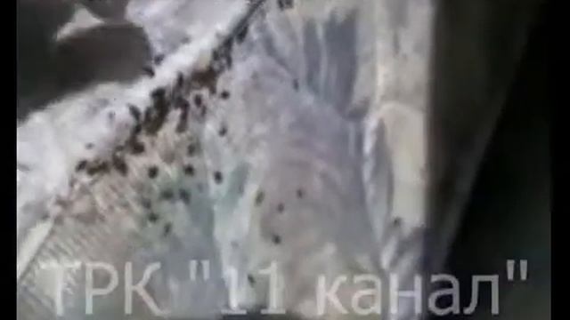 Что говорят специалисты про клопов смотреть онлайн