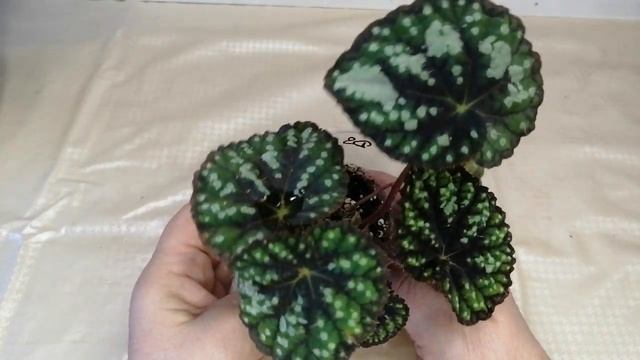 Свободные детки бегоний и других растений часть 3??? смотреть онлайн