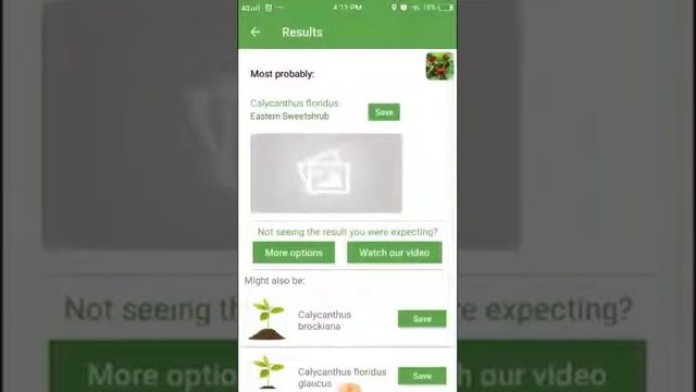 PlantSnap Identifies An Eastern Sweetshrub (Calycanthus Floridus)