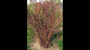 Пузыреплодник калинолистный "Дьяболо" - любовь с первого взгляда