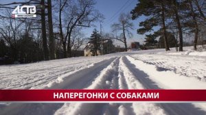 Очевидцы: собаки напали на девочку-лыжницу в Южно-Сахалинске