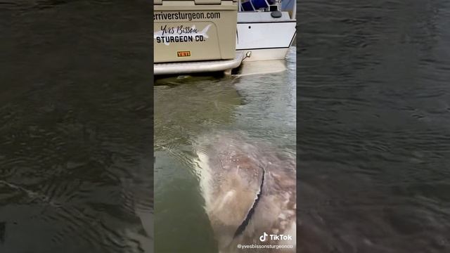 вот зто рыбка.mp4 смотреть онлайн