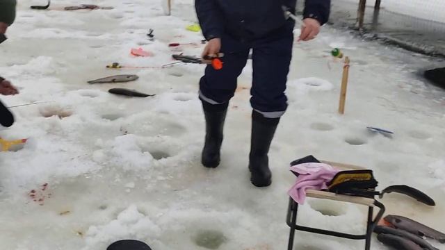 11.02.23 КРХ Белая Дача,спорт - зона,голодная форель,отличный клёв!Время съёмки 9:10 смотреть онлайн