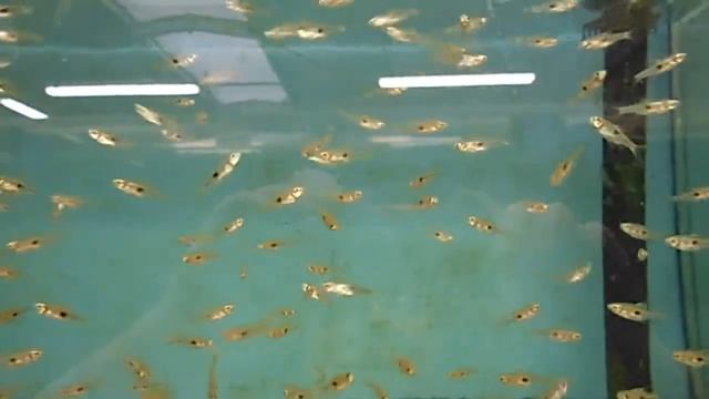 Rasbora hengeli / Hengels Keilfleckbärbling смотреть онлайн