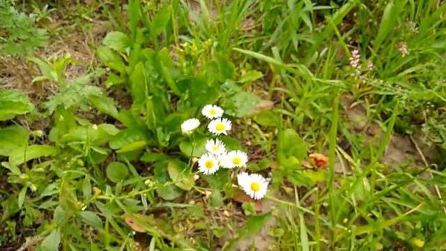 Алыча глобус и слива Гильберт смотреть онлайн