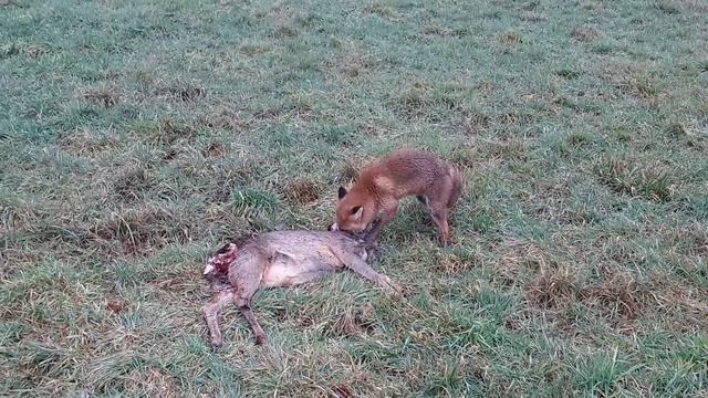 Дерзкий Лис. Gena W140 смотреть онлайн